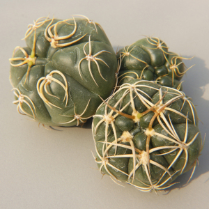 日系优选卷刺趴刺海王裸萼球属实生仙人球稀有多肉植物绿植图小二