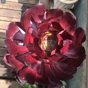 法师多肉绿羊绒