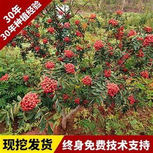 陕西韩城花椒树苗刺花椒苗非四川少无刺高产大红袍盆栽地栽食用