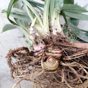 新鲜九子连环草500克 包邮 珠串珠 串白鸡 连环草 肉连环可种