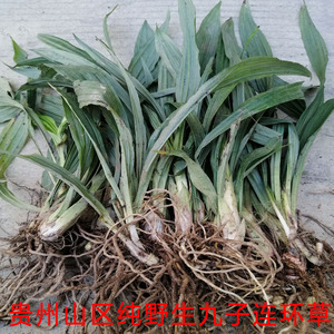 野生新鲜九子连环草包邮 贵州中草药材珠串珠夜白芨九节虫 肉连环