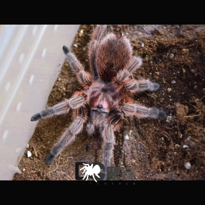 dc爬宠  火玫瑰 红玫瑰 幼体蜘蛛 活体宠物 2厘米 寿命长温顺上手