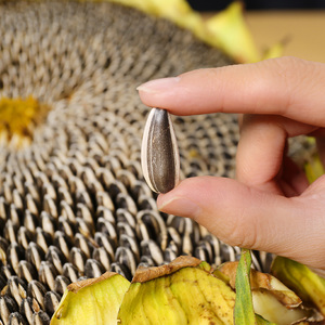 2021年内蒙古新鲜原味向日葵特级生瓜子葵花籽新货大颗粒毛嗑零食