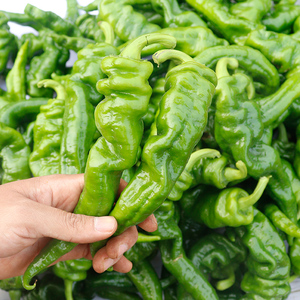 山东枣庄一窝蜂薄皮皱皮微辣特辣螺丝土辣椒现摘新鲜蔬菜现摘3斤