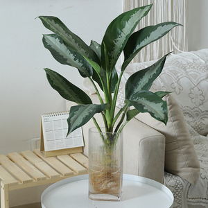 水培雅丽万年青盆栽水养花叶花卉室内净化空气吸甲醛桌面植物