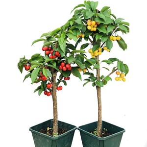 果树果苗盆栽车厘子