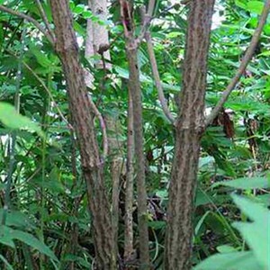 904人付款淘宝云南野生中药材接骨木 接骨风接骨丹续骨木舒筋树马尿骚