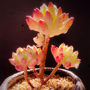 多肉柳叶莲华小老桩多肉植物萌肉肉植物办公室内桌面绿植