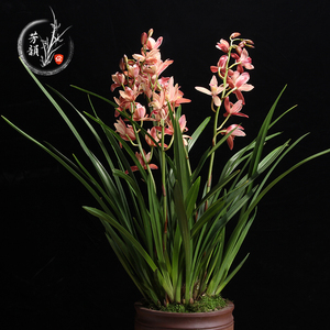 红剑 浓香型建兰兰花苗四季兰 室内绿植盆栽观花植物美观花卉