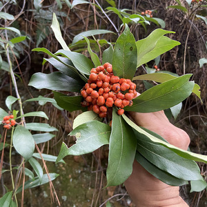 巴戟天种子巴戟天树苗种子鸡眼藤鸡肠风三角藤效同淫羊霍爬藤