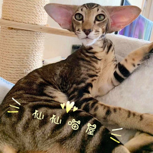 东方短毛猫黑色