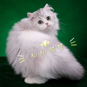 西安猫舍高地长毛猫苏格兰折耳猫立耳猫仙女猫狮子猫鸳鸯眼可上门