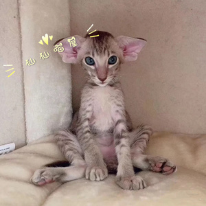 东方短毛猫飞机耳大耳朵低耳位纯黑纯白贵族猫纯种健康活体幼猫咪