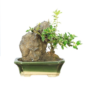 六月雪盆景抱石一物一拍金边小苗室内桌面绿植盆栽茶几植物小摆件