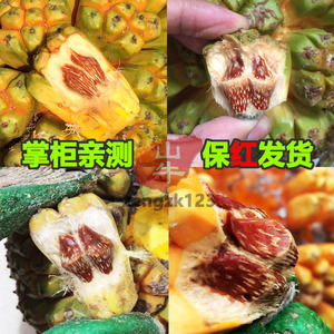 露兜果野菠萝原籽手串鲜果菩提子菩提果原果海南滴血菩提莲花新