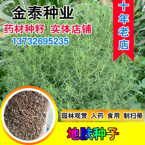 地肤种子 扫帚子笤帚药用地肤子观赏园林用途落帚地伏 铁扫把种子