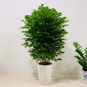 客厅旺宅绿植大型室内盆栽植物土养适合种在喜阴植物花草好养耐寒