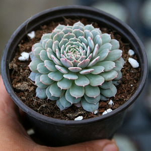 网红纸风车多肉植物室内s盆台花卉绿群多头植生含盆带土发新绿包