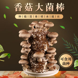 【香菇大菌包】香菇平菇金针菇黑木耳蘑菇菌包菌种蔬菜种子菌菇包