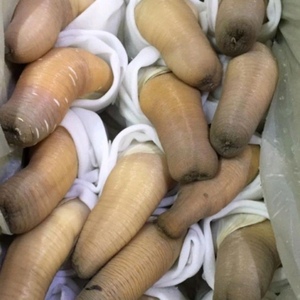 美国加州白蚌鲜活象拔蚌约2斤一根