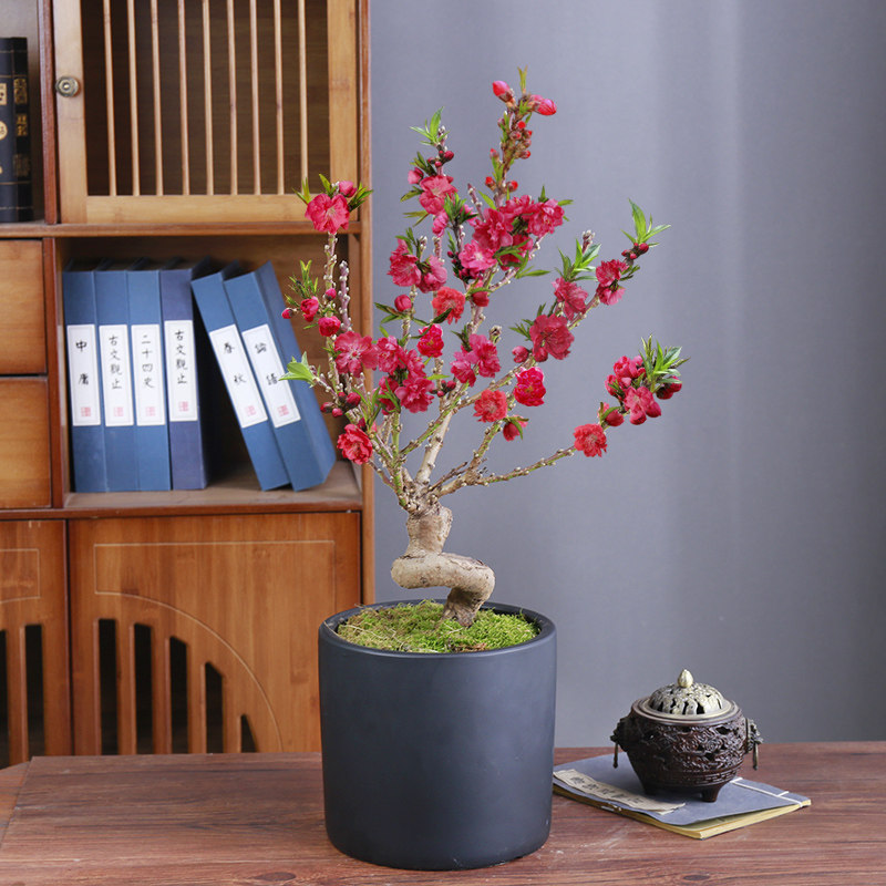 桃花盆栽带花苞老桩苗重瓣寿星桃树盆景室内外庭院观赏树活苗植物
