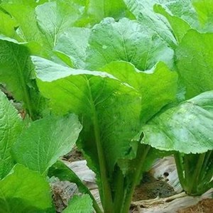 402人付款淘宝绿杆青菜种子 苦芥2号芥菜 云南小苦