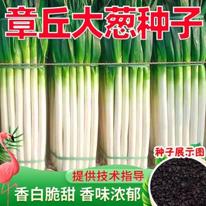 章丘大葱种子山东大葱种籽小葱铁杆大葱四季蔬菜种子高产抗病包邮