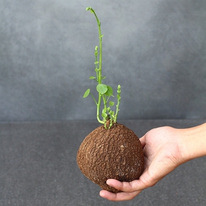 山乌龟植物金不换植物盆栽地不容山乌龟植物耐阴植物室内垂.