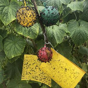 诱蝇球柑橘大实蝇诱捕球柑橘果树灯笼小实果蝇粘虫防水果树诱蝇球