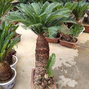 铁树盆栽多头铁