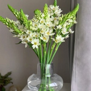 *天鹅绒鲜花圣心百合雀梅橙色稀有花材花期长水养瓶插云南基地直