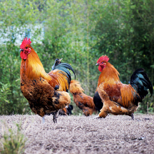 云龙矮脚鸡土鸡大公鸡山林农家散养鸡冷冻鸡只熟食土鸡顺丰包邮