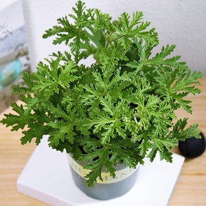 驱蚊草盆栽室内夏季防蚊驱虫绿植办公室花园净化空气易活防虫花卉