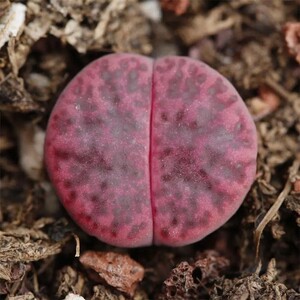 女娲石园艺 c393a紫柘榴玉 编号生石花 紫色屁股 多肉植物