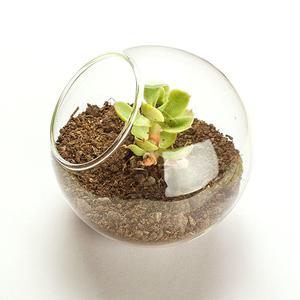 花瓶植物花盆水培绿萝玻璃瓶养花透明土培水培多肉玻璃鱼缸小型