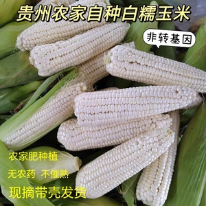 贵州新鲜白糯玉米新鲜本地老品种带壳白玉米棒无糖黏包谷孕妇代餐