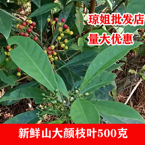 现采山大颜新鲜九节木枝叶山大刀中草药材 大罗伞火筒树500克包邮