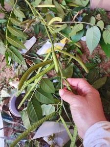 500克新鲜望江南蛇灭门野羊角菜中草药假决明金豆子野扁豆发枝叶