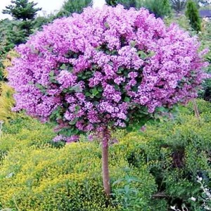 丁香花树苗庭院盆栽绿化树四季浓香花卉植物南方北方耐寒当年开花