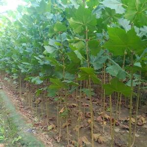 法国梧桐树苗速生法桐苗小苗树苗庭院法桐悬铃木青皮梧桐植树造林