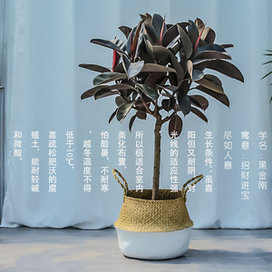 黑金刚橡皮树棒棒糖