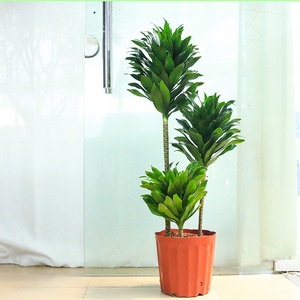 太阳神盆栽阿波罗龙血树龙须树室内植物好养大型落地绿植密叶朱蕉