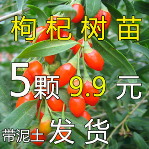 黑枸杞树苗宁夏新疆红色枸杞苗老桩盆景盆栽枸杞子植物果树苗