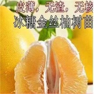 新品种金丝柚子苗冰糖柚蜜柚树苗嫁接柚子树苗甜蜜柚树苗当年结果