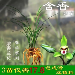 兰花苗春兰含香公主原生开花浓香可选带花苞发货室内花卉绿植盆栽