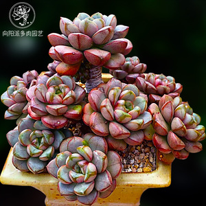 高档葡萄多肉植物老桩群生一物一拍包邮可爱肥圆大长腿向阳派园艺