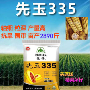 先玉335玉米种子335红轴矮杆抗旱南北方玉米种高产大棒好