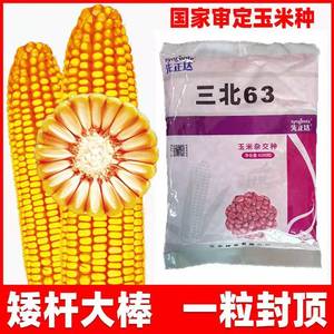 杂交大田玉米种子先正达三北63红轴高产玉米种子抗病抗倒大棒