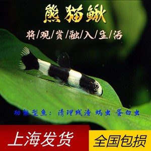 双吸盘冷水清道夫爬岩鳅除藻不加温淡水老鼠鱼垃圾耐活好养清洁鱼