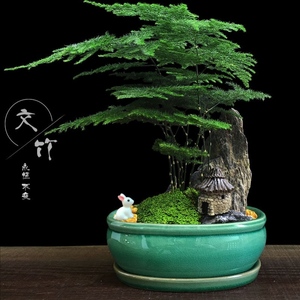 树木盆栽大文竹禄植客厅四季青植物家里室内土养绿植电视柜旁边